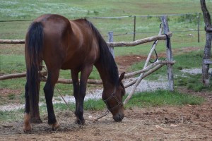 Reiten in Porec